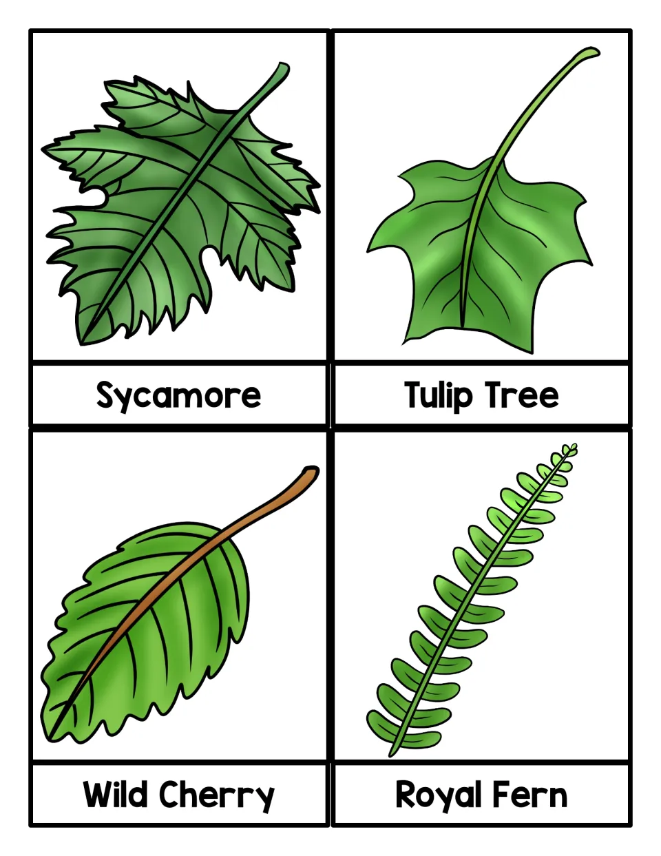 Final leaf name cards: Sycamore, Tulip Tree, Wild Cherry and Royal Fern, shown as drawn leaves and a fern frond