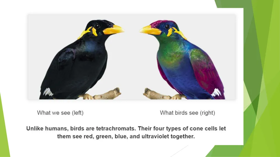 Bird vision lesson page comparing human and bird views and describing four cone types, including ultraviolet