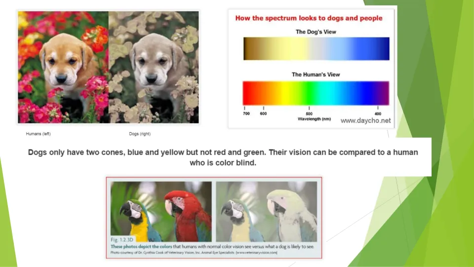 Dog vision lesson page comparing human and dog views of puppies, parrots, and the visible color spectrum