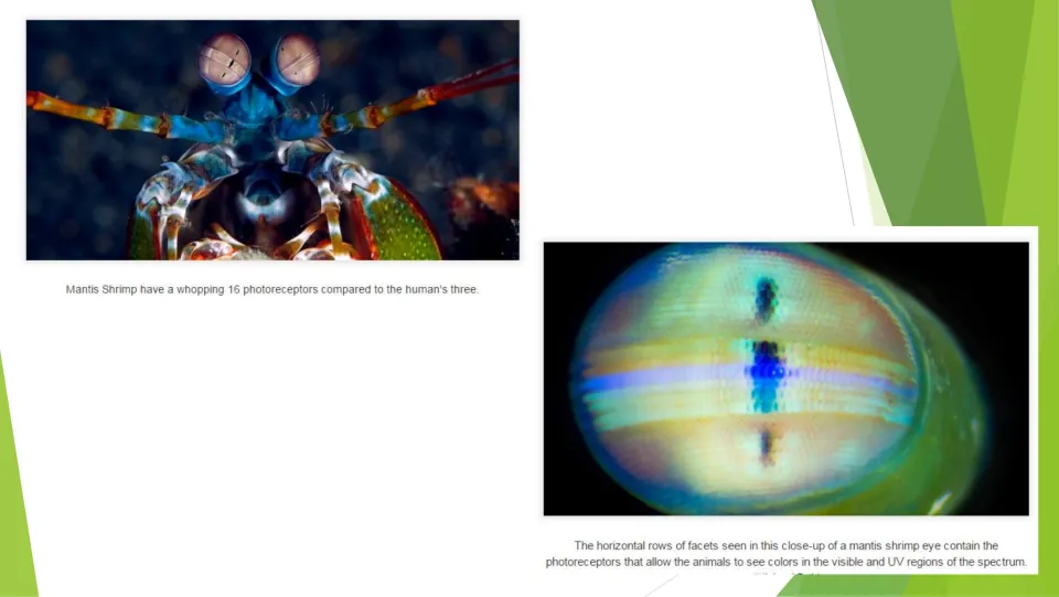 Mantis shrimp vision lesson page showing the animal and its eye, with text about 16 photoreceptors
