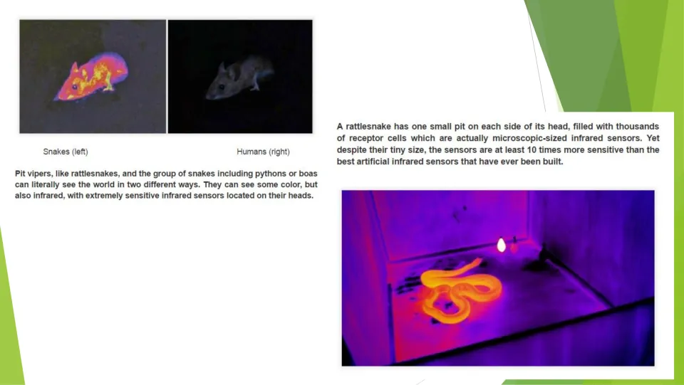 Snake vision lesson page comparing views of a mouse and explaining infrared sensors in heat-sensing pits