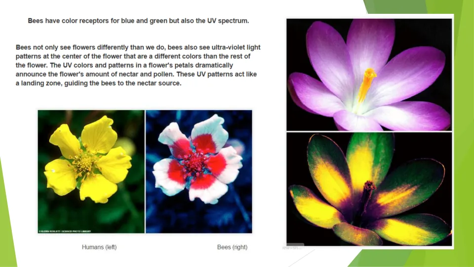 Bee vision lesson page comparing flower views and explaining ultraviolet patterns that guide bees to nectar