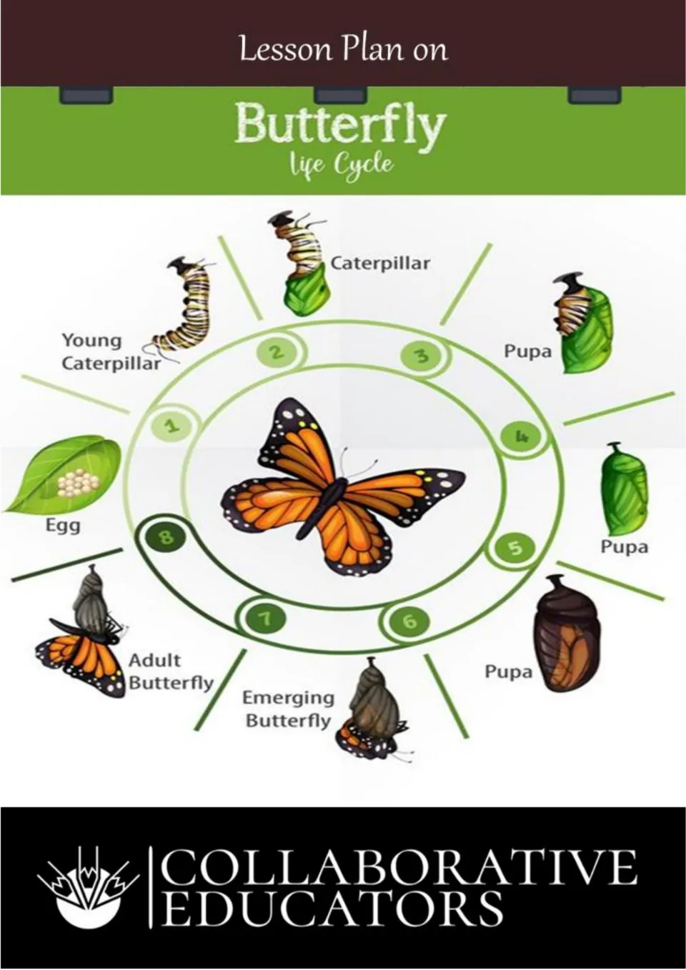 Lesson Plan on Butterfly Life Cycle cover: 8-step monarch diagram from egg and caterpillar through pupa to adult