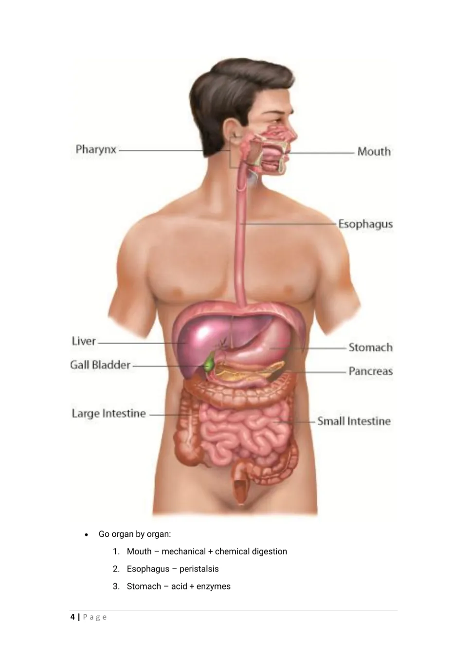 Lesson diagram labels digestive organs; teaching notes introduce mouth, esophagus and stomach functions