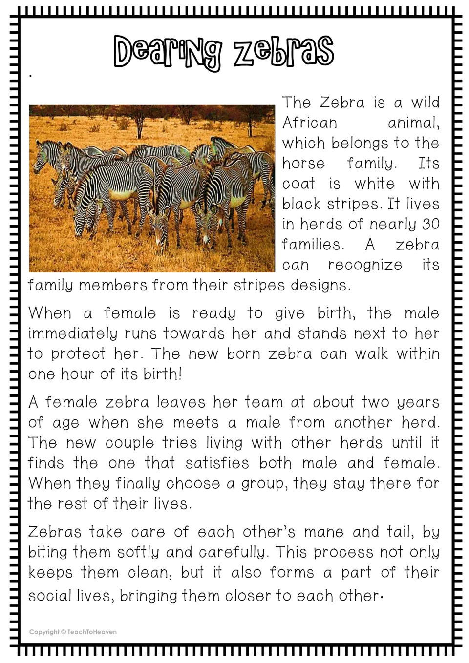 Dearing zebras nonfiction text with herd photo: students read about zebra families, newborns and grooming