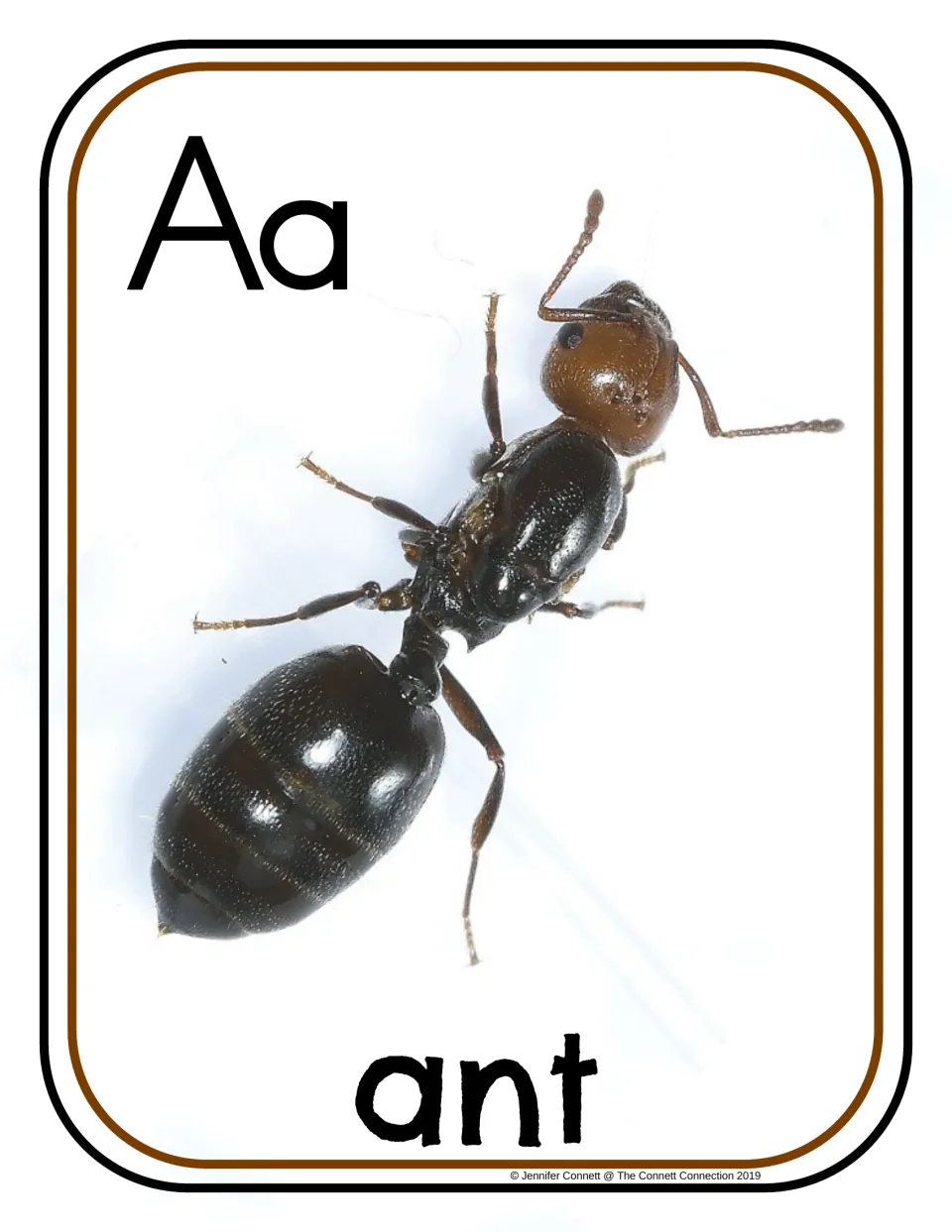 Letter A photograph poster/card showing uppercase A, lowercase a, and a close-up of an ant labeled 'ant'