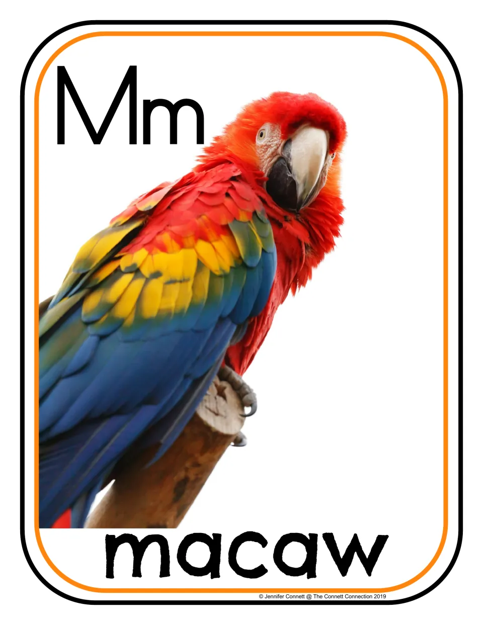 Letter Mm beginning sound card: photo of a red, yellow and blue macaw on a branch, labeled with the word macaw