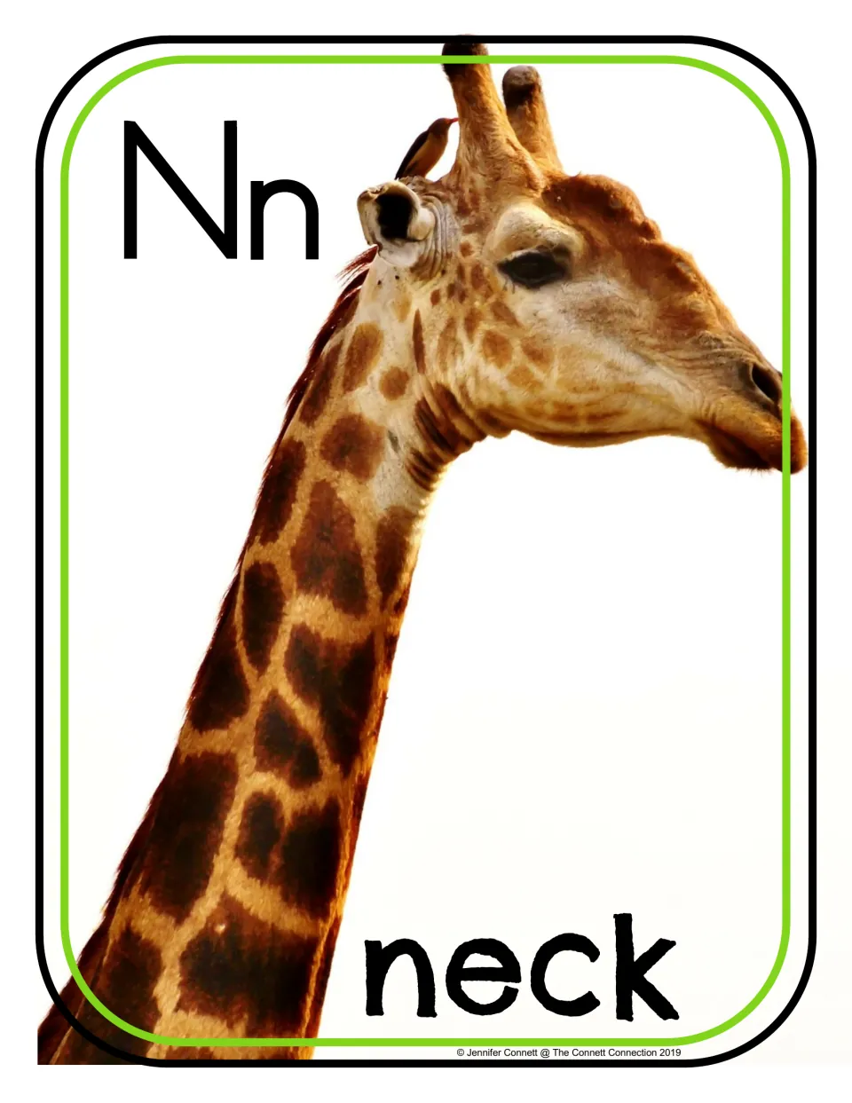 Letter N photo poster/card featuring uppercase N, lowercase n, and the word 'neck' with a giraffe's neck