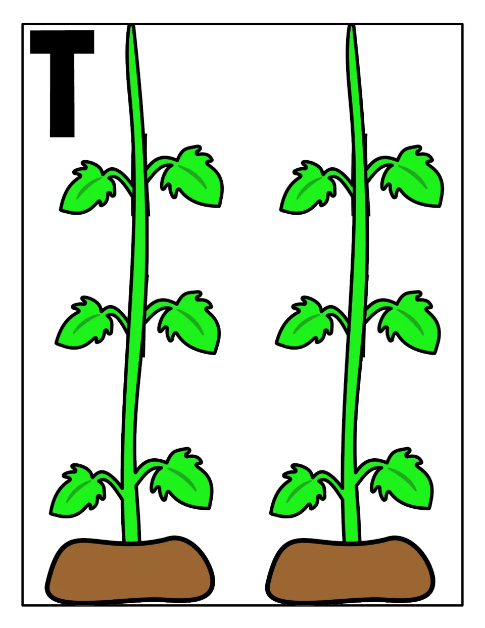 Capital T sorting mat: two tomato vines in soil where students place every tomato marked with an uppercase T