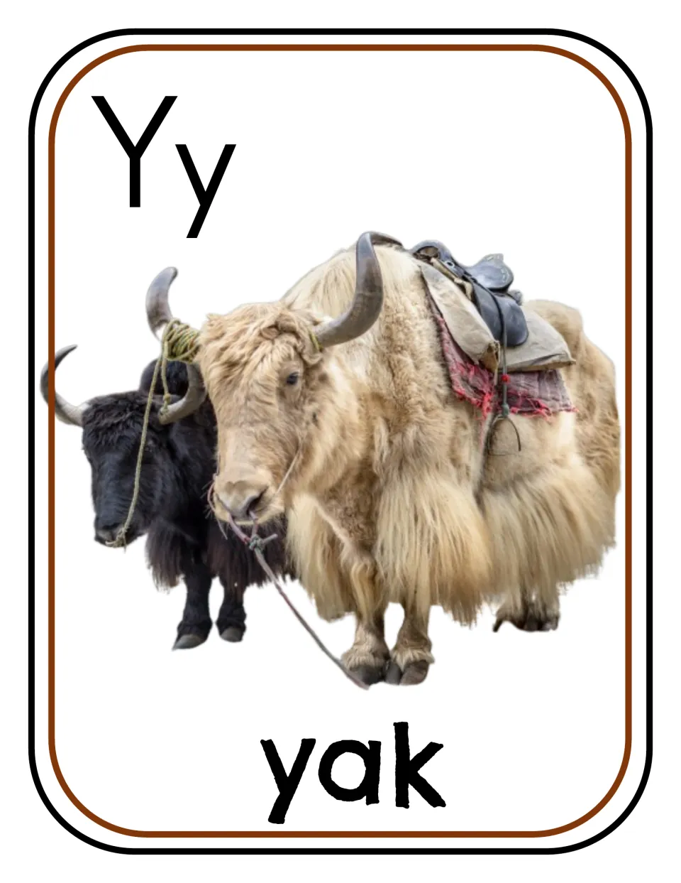 Letter Y photo poster/card 2 of 12, showing uppercase Y, lowercase y, and two yaks labeled 'yak'