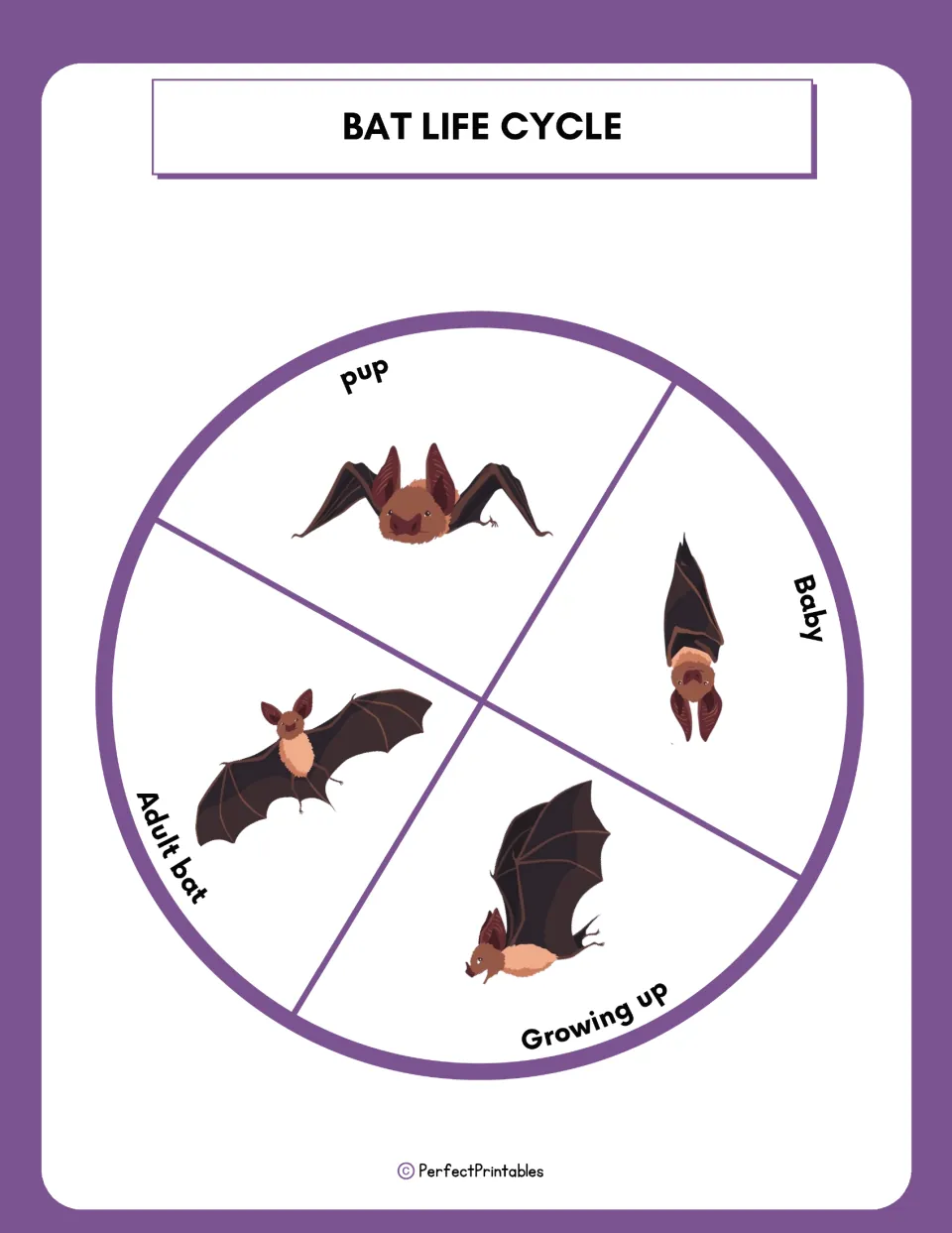 Bat life cycle wheel showing four labeled stages, pup, baby, growing up and adult bat, each with a bat illustration