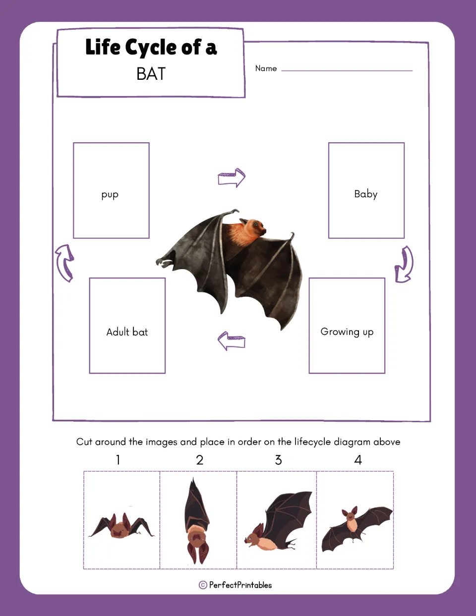 Bat life cycle sequencing: students cut out four bat pictures and glue them on pup, baby, growing up and adult bat