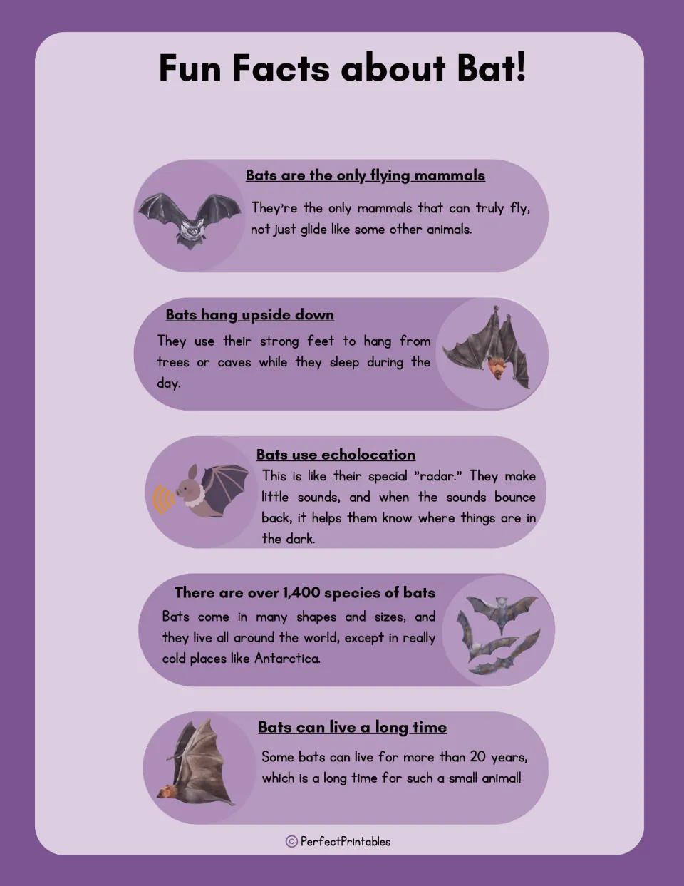 Fun facts about bats: only flying mammals, hang upside down, use echolocation, over 1,400 species, live 20+ years