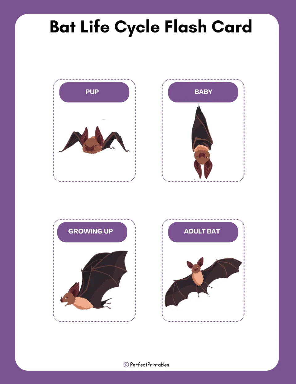 Bat life cycle flash cards: four picture cards labeled pup, baby, growing up and adult bat for naming each stage