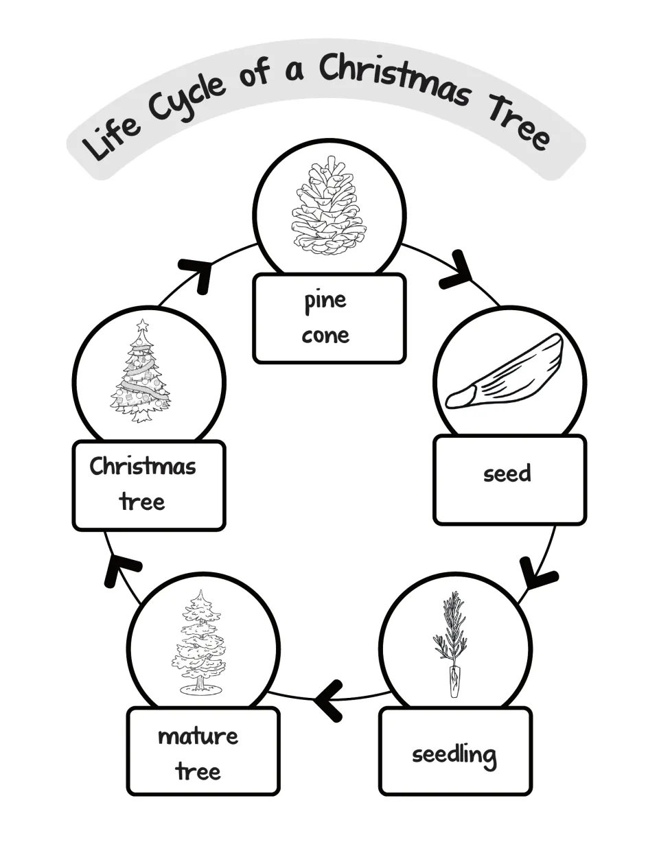 Christmas tree life cycle diagram: students color pine cone, seed, seedling, mature tree and Christmas tree with arrows