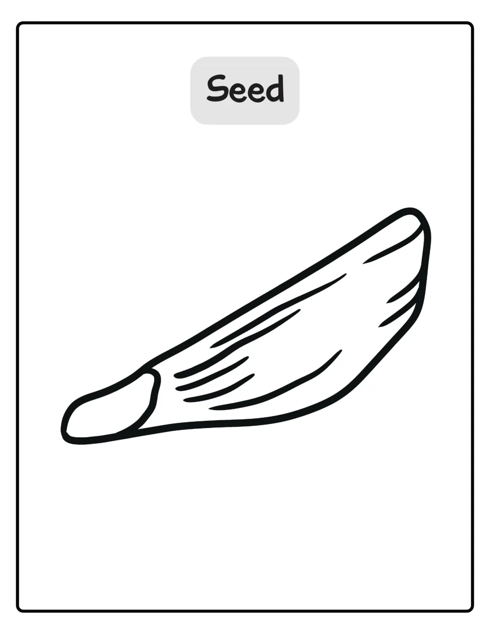 Seed coloring poster, second life cycle stage: students color one large, elongated pine seed shown up close