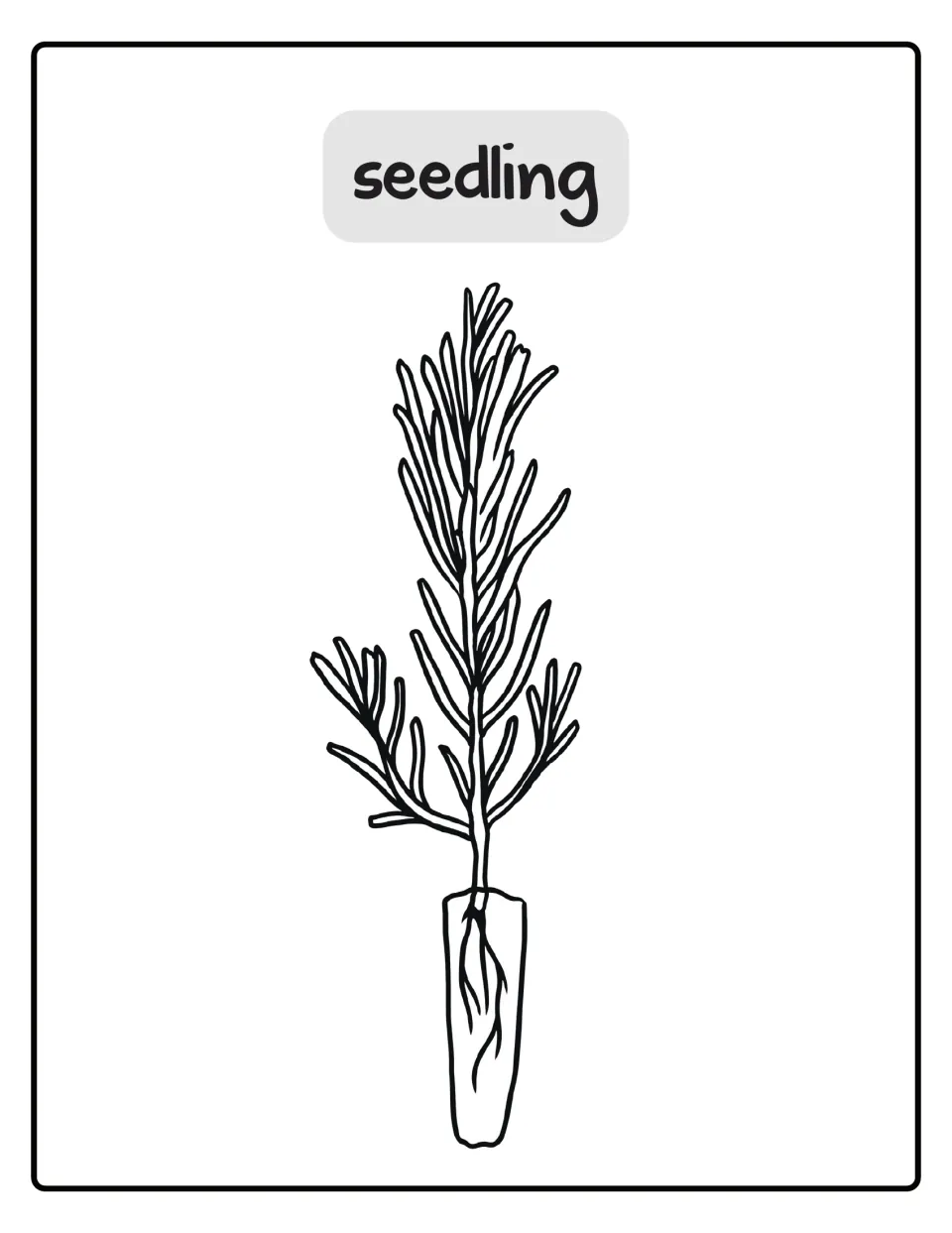 Seedling coloring poster, third stage: students color a young tree with needled branches and roots in a narrow pot