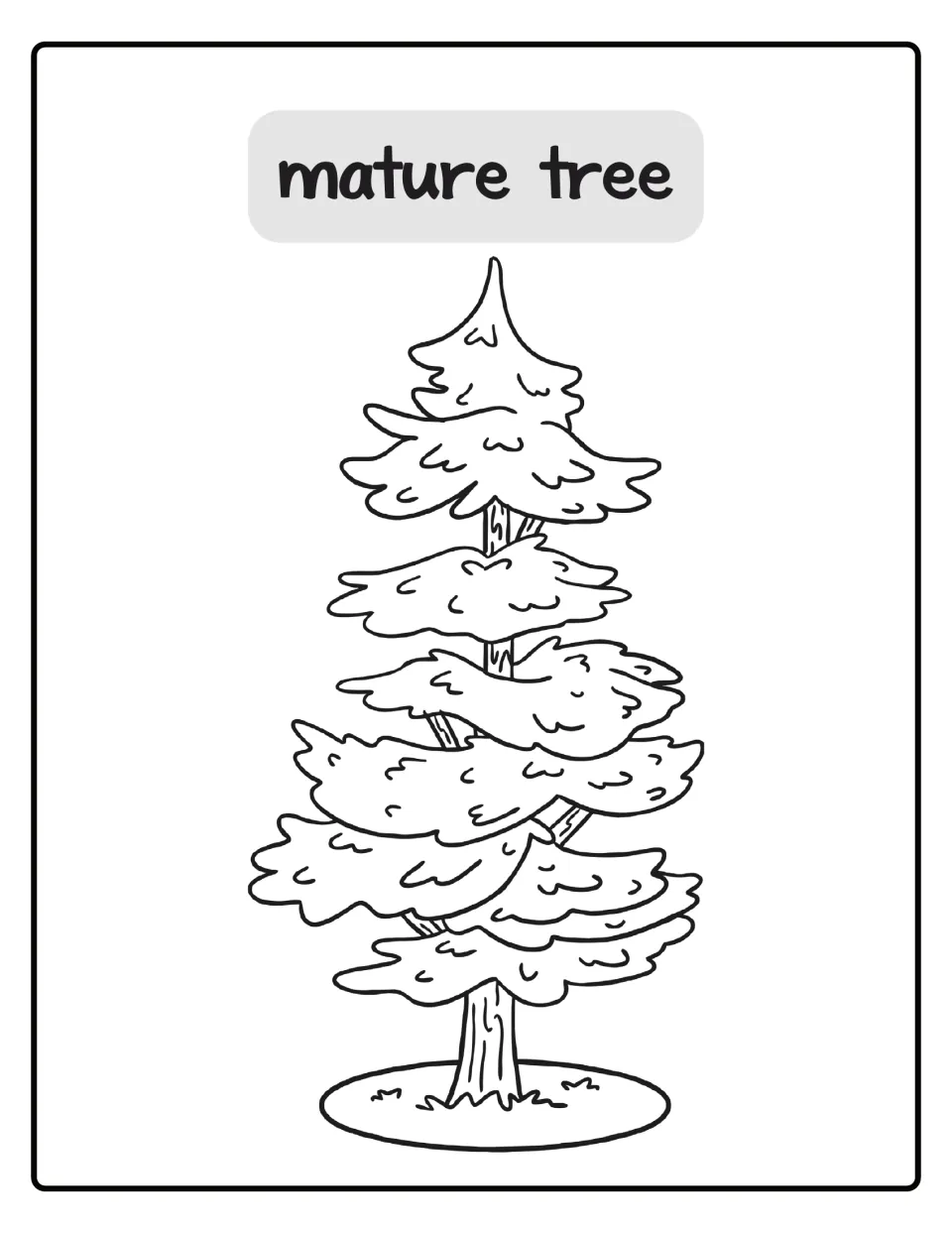 Mature tree coloring poster, fourth stage: students color a tall, full-grown evergreen with layered branches on grass