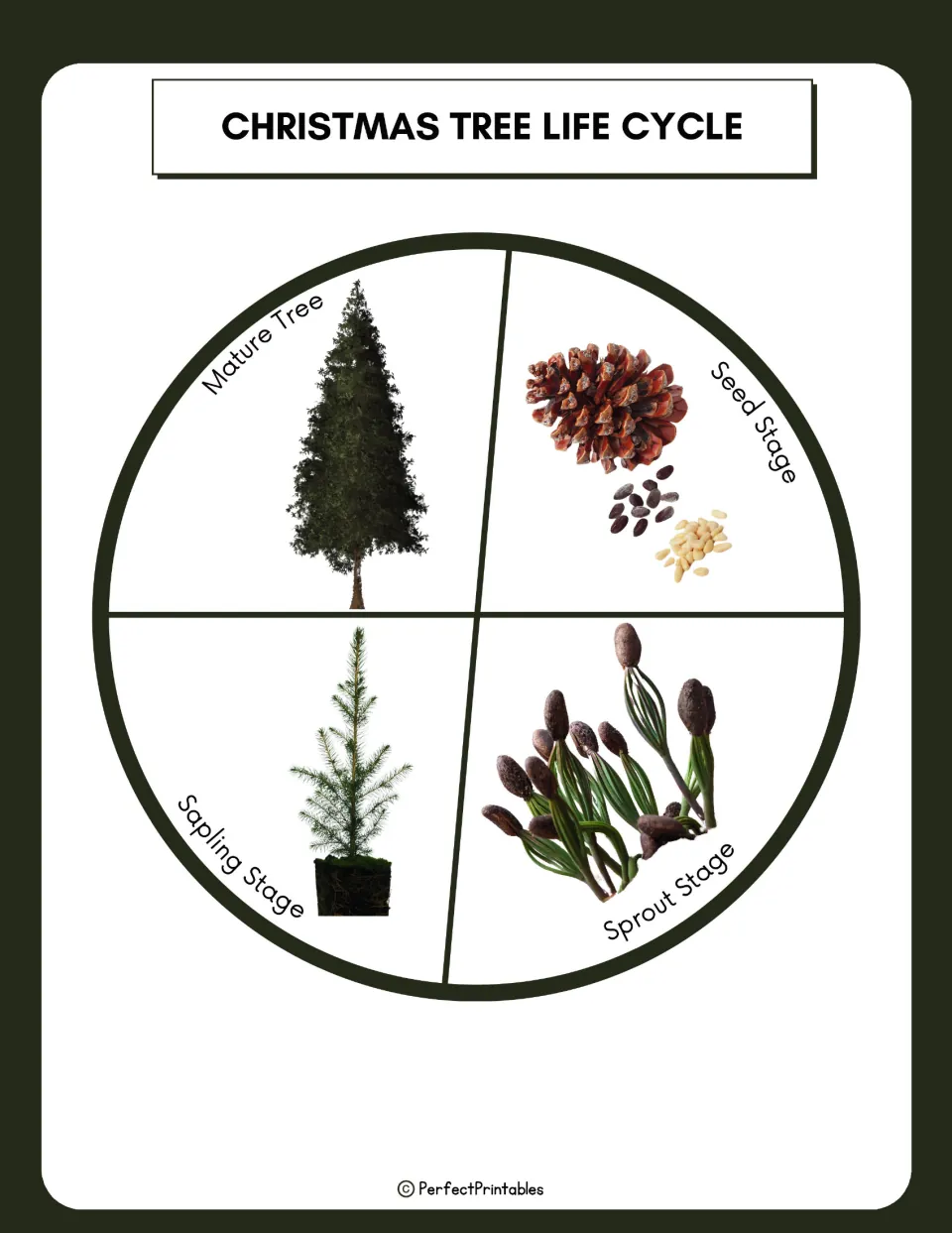 Christmas tree life cycle diagram shows four stages: seed, sprout, sapling, and mature tree, with pictures.