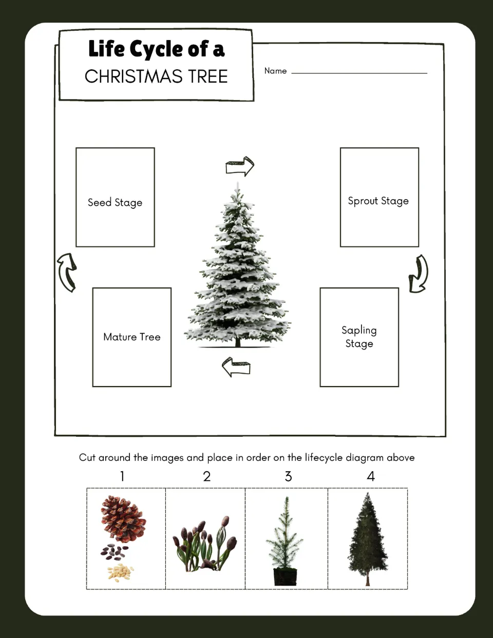 Christmas tree sequencing activity has four pictures to cut out and place: seed, sprout, sapling, and mature tree.