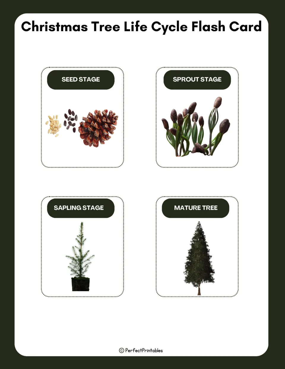Four Christmas tree life cycle flashcards pair pictures with seed, sprout, sapling, and mature tree labels.