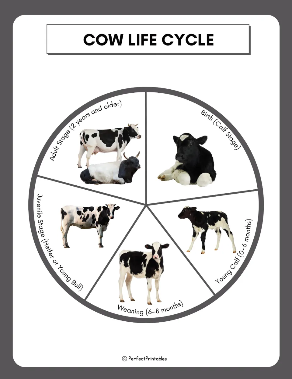 Cow life cycle diagram shows five stages: birth, young calf, weaning, juvenile, and adult, with photos.