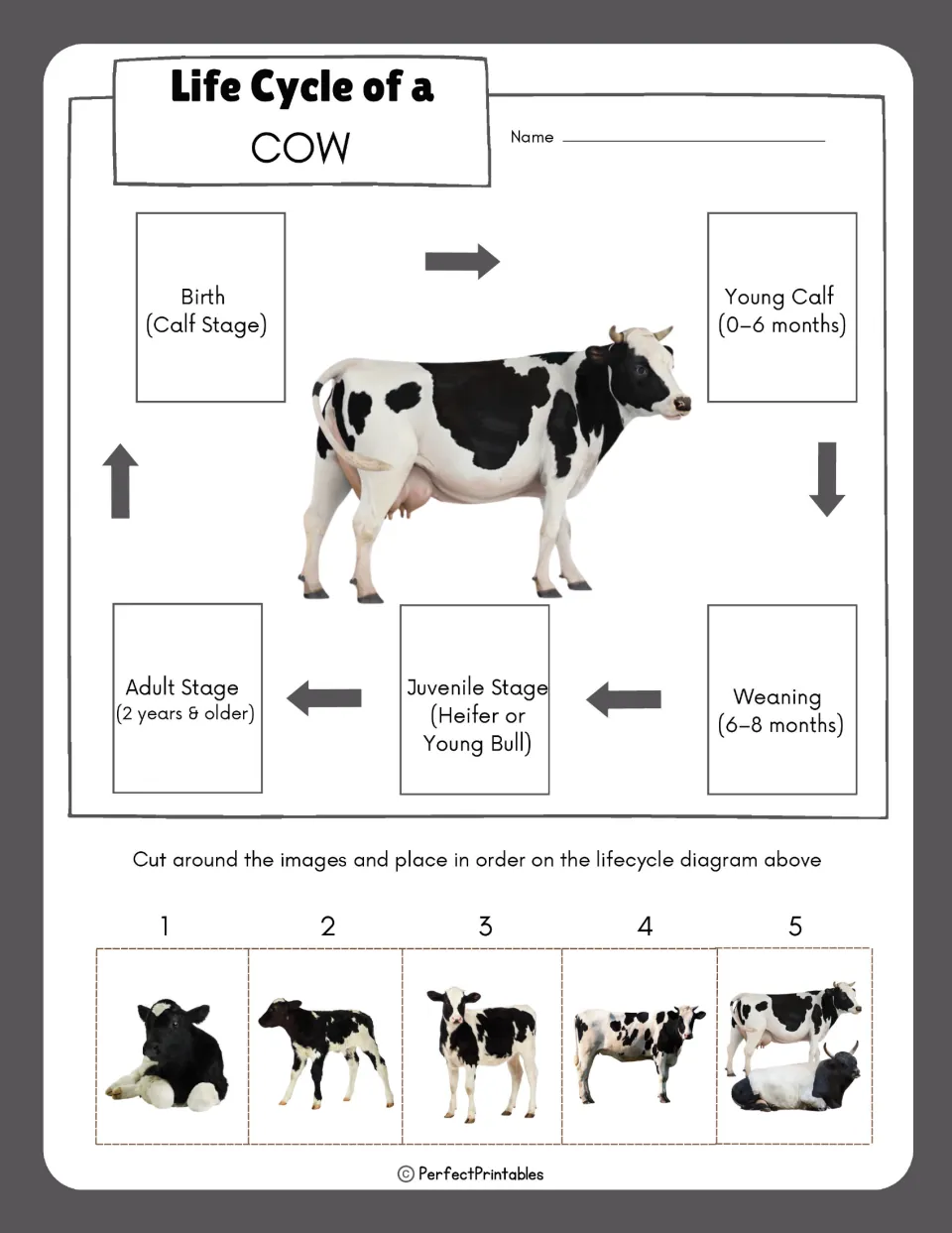 Cow life cycle sequencing activity asks students to cut out five photos and place them in stage order.