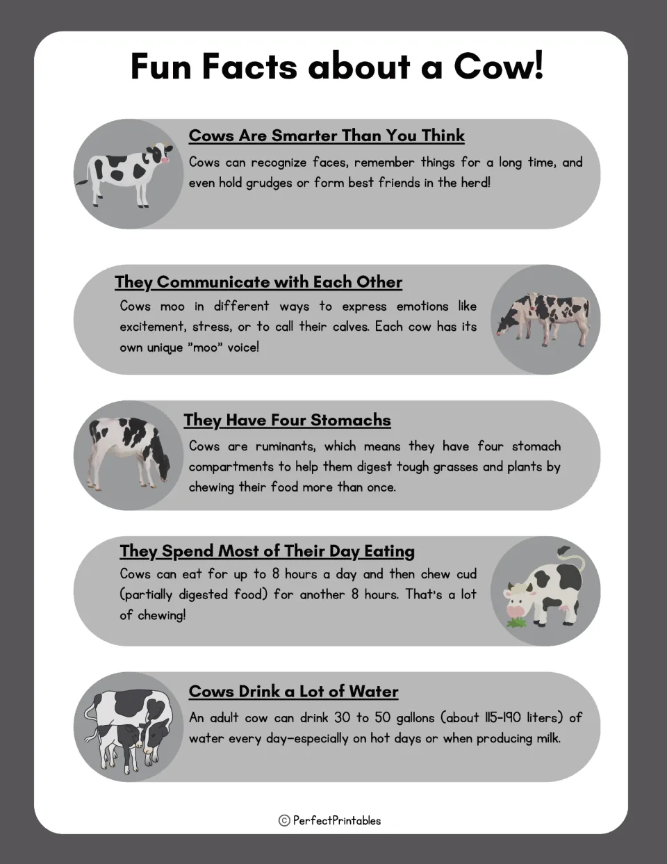 Cow fun facts reading presents five topics: memory, communication, digestion, eating, and water intake.