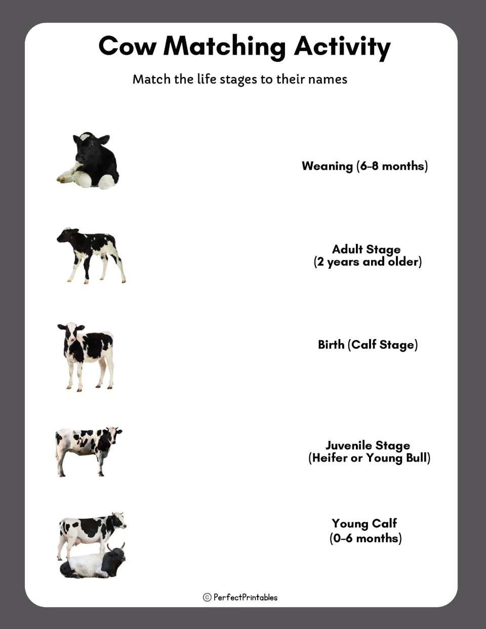 Cow matching activity pairs five life stage photos with names, including birth, weaning, and adulthood.