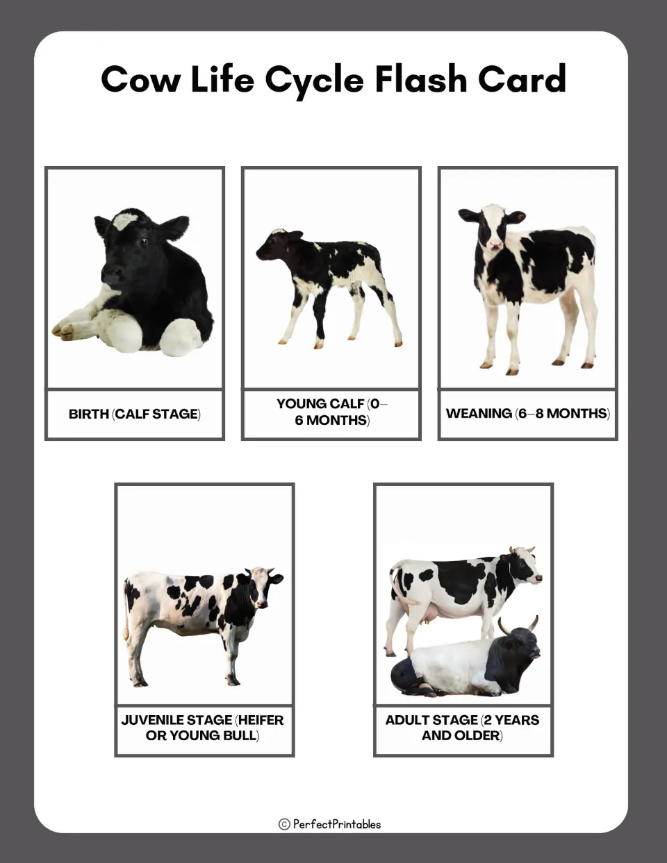 Five cow life cycle flashcards show labeled photos of birth, young calf, weaning, juvenile, and adult.