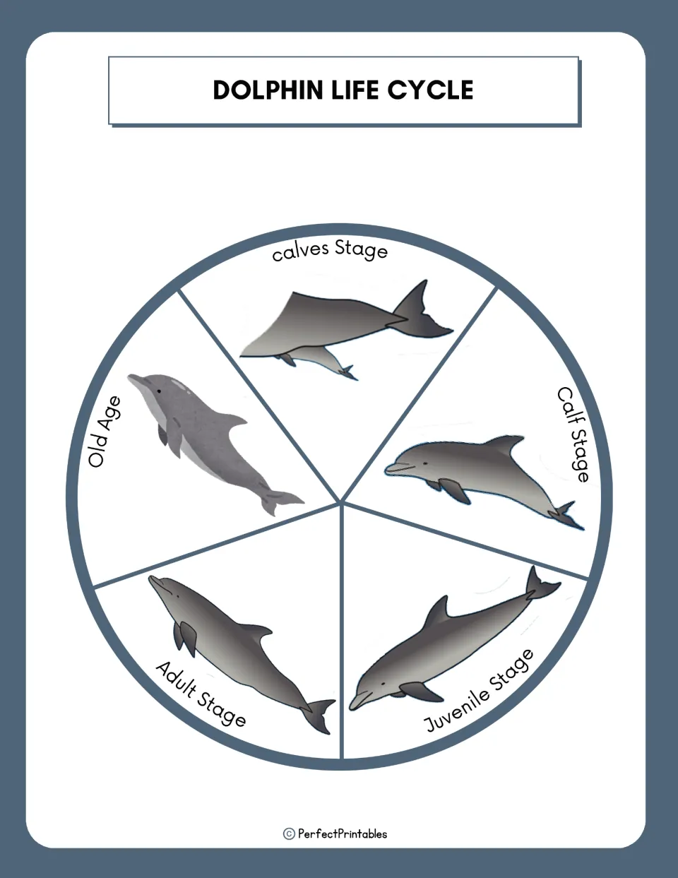 Dolphin life cycle wheel showing five labeled stages, calves, calf, juvenile, adult and old age, each with a dolphin picture