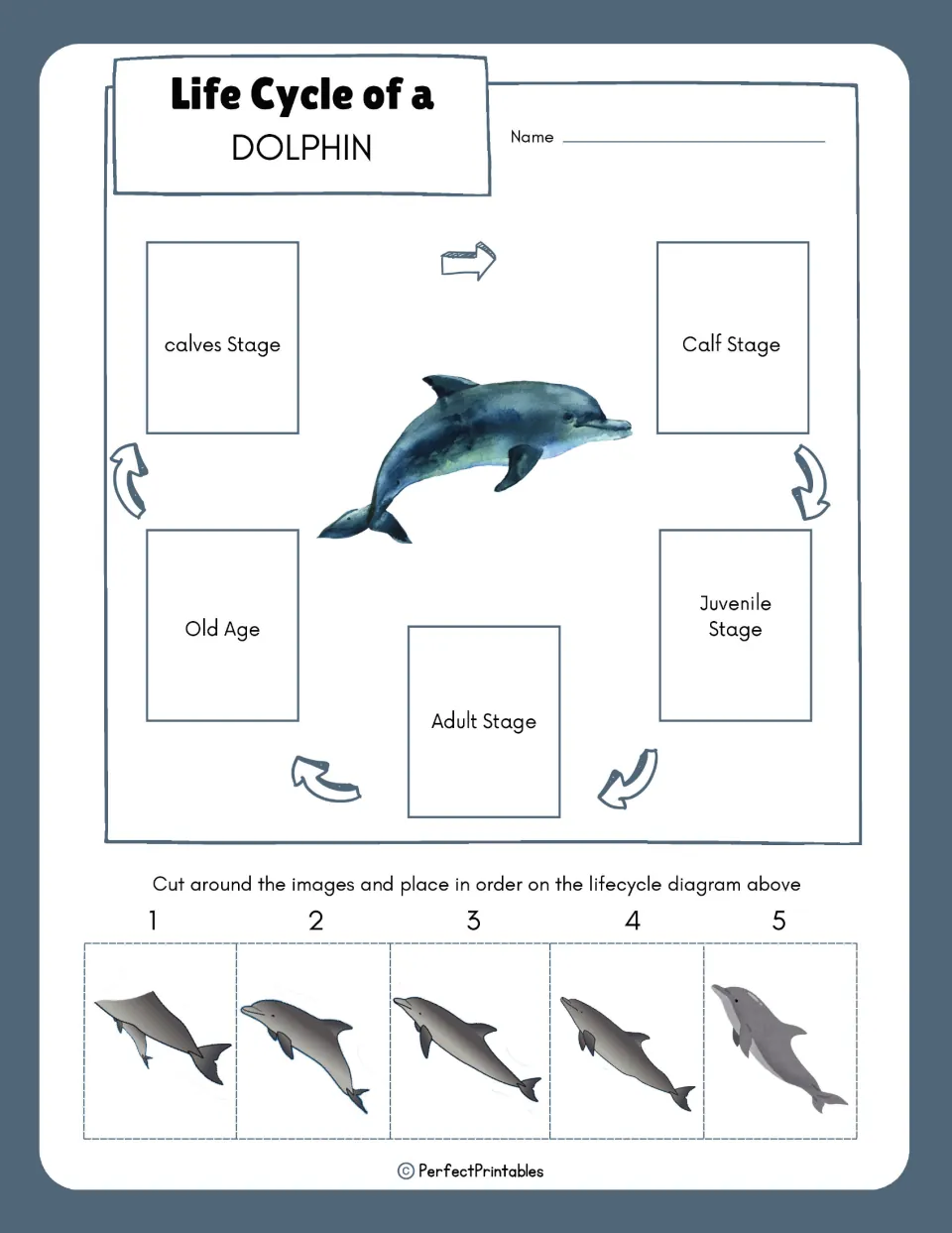 Dolphin life cycle sequencing: students cut out five numbered dolphin pictures and glue them in order on the stage diagram