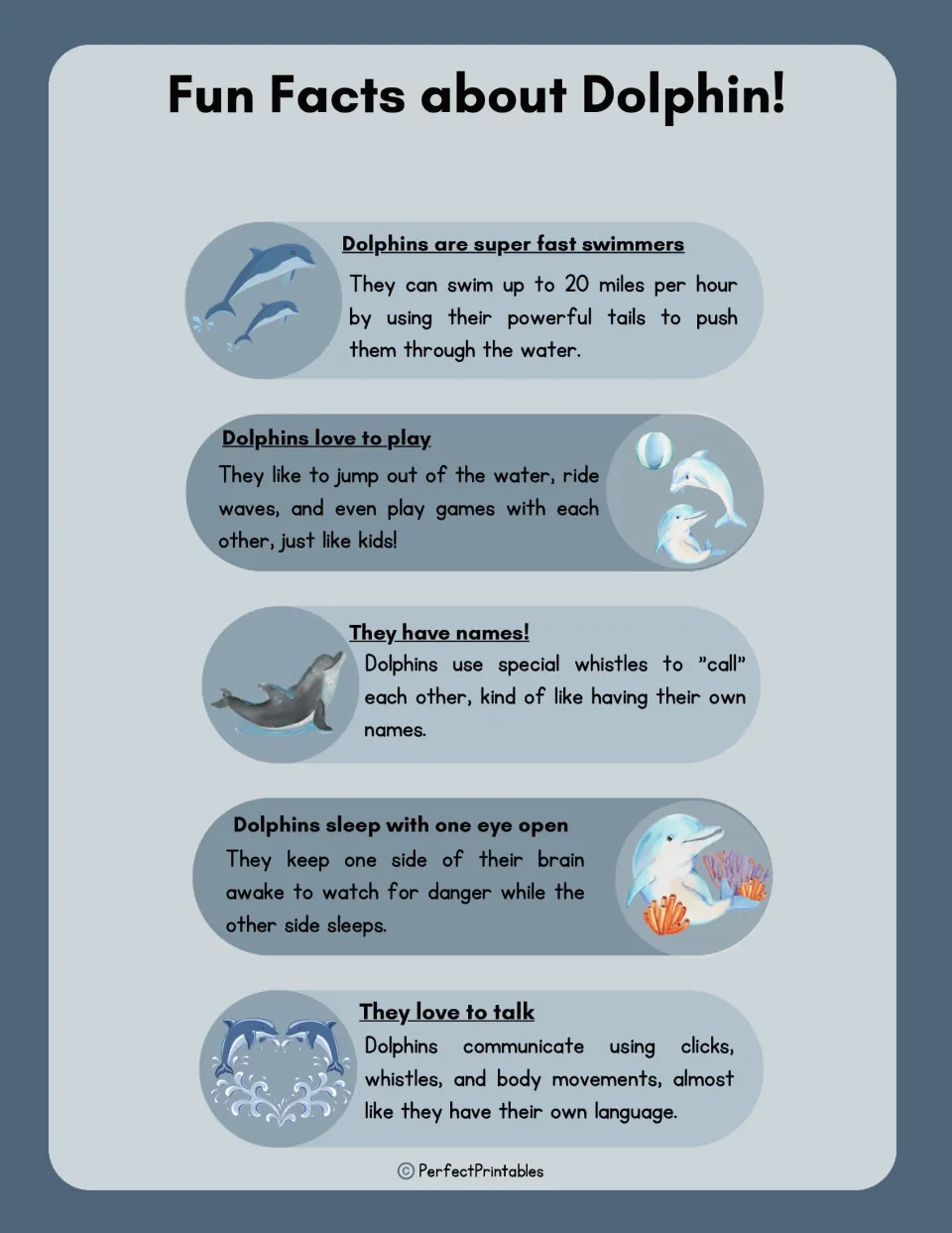 Fun Facts about Dolphin: five facts on swimming speed, play, whistle names, sleeping with one eye open and how dolphins talk