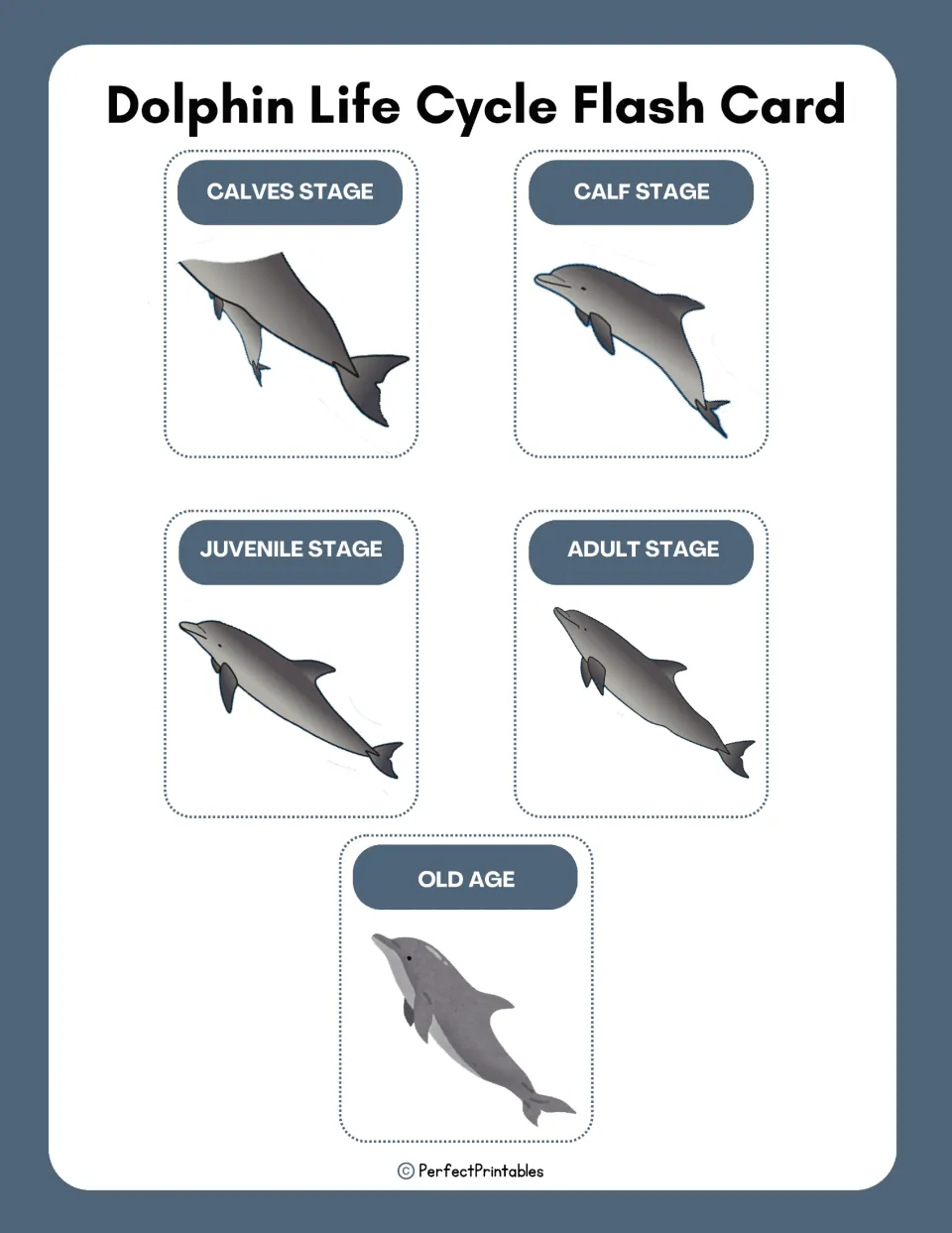 Flash cards naming the five dolphin life stages, from calves stage to old age, each paired with a dolphin illustration