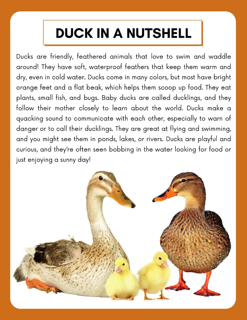 Duck overview reading, 'Duck in a Nutshell,' describes feathers, food, ducklings, sounds, and habitats.