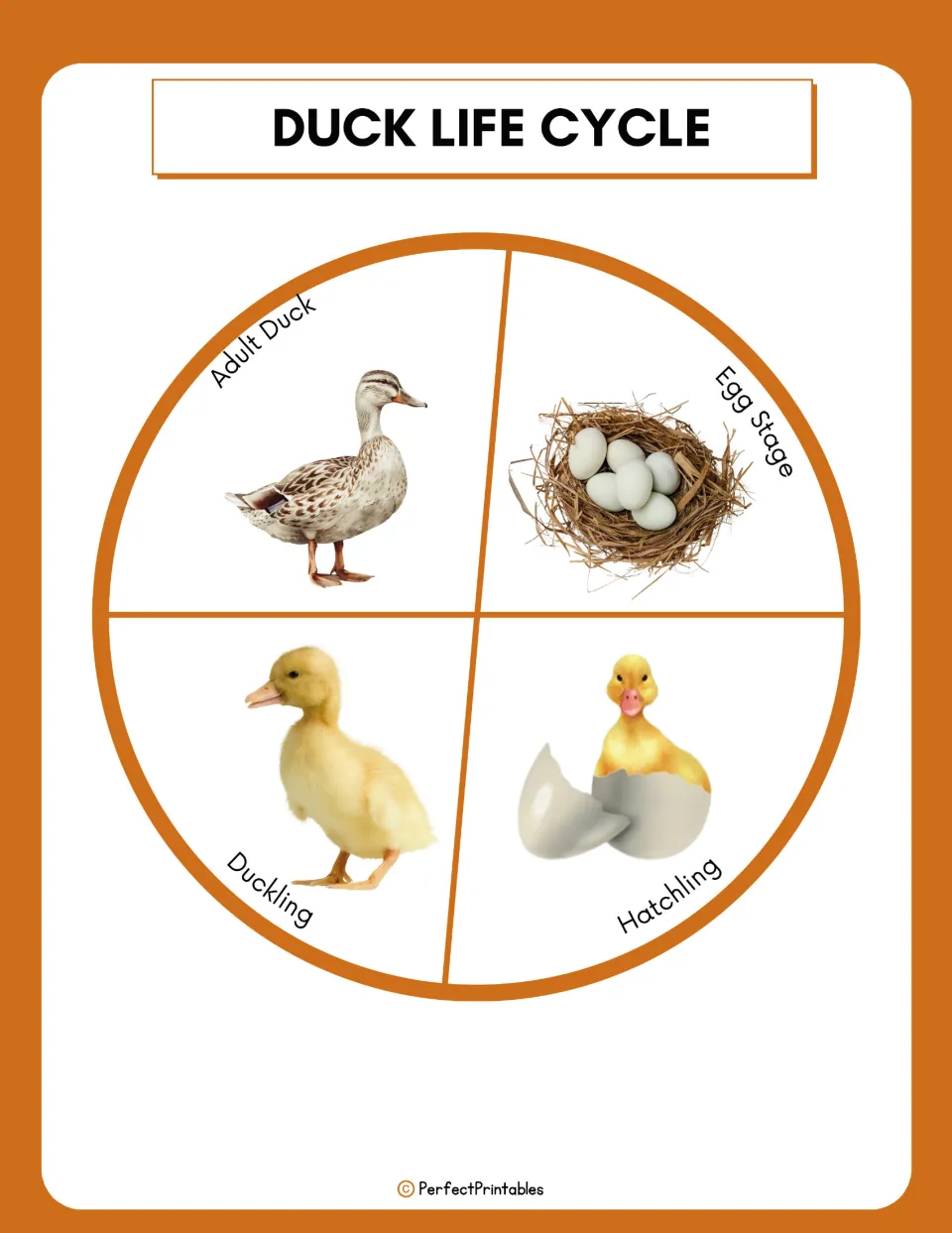 Duck life cycle diagram shows four pictured stages labeled Egg Stage, Hatchling, Duckling, and Adult Duck.