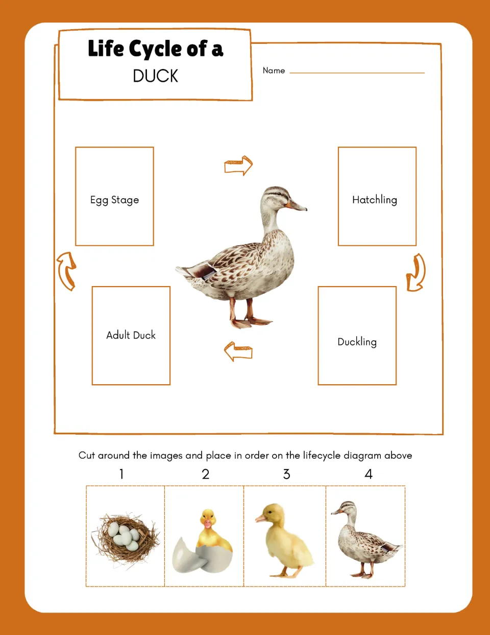 Duck life cycle cut-and-paste activity uses four pictures to sequence egg, hatchling, duckling, and adult.