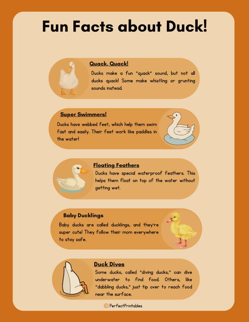 Duck facts reading covers duck sounds, webbed feet, waterproof feathers, baby ducklings, and diving for food.