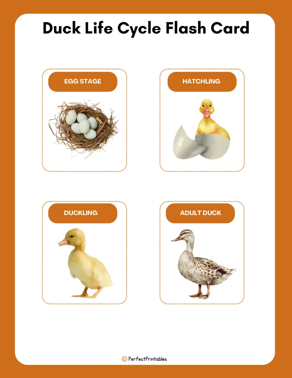 Four duck life cycle flashcards pair pictures with the labels Egg Stage, Hatchling, Duckling, and Adult Duck.
