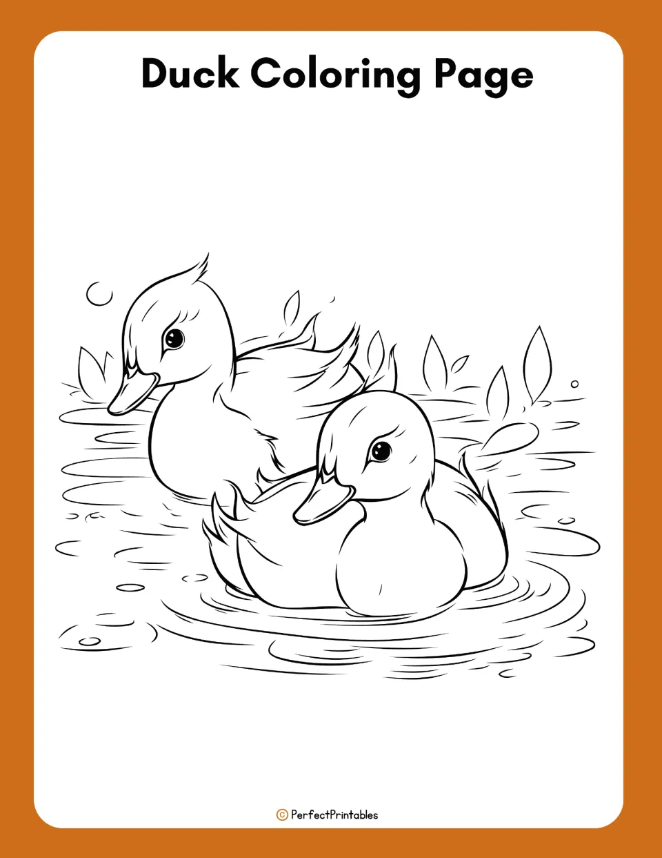 Duck coloring page concludes the life cycle resource with two ducks swimming among ripples and plants.