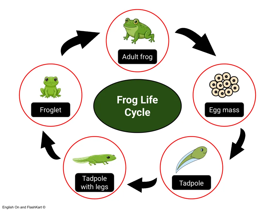Frog life cycle diagram: arrows link egg mass, tadpole, tadpole with legs, froglet and adult frog in a sequenced loop