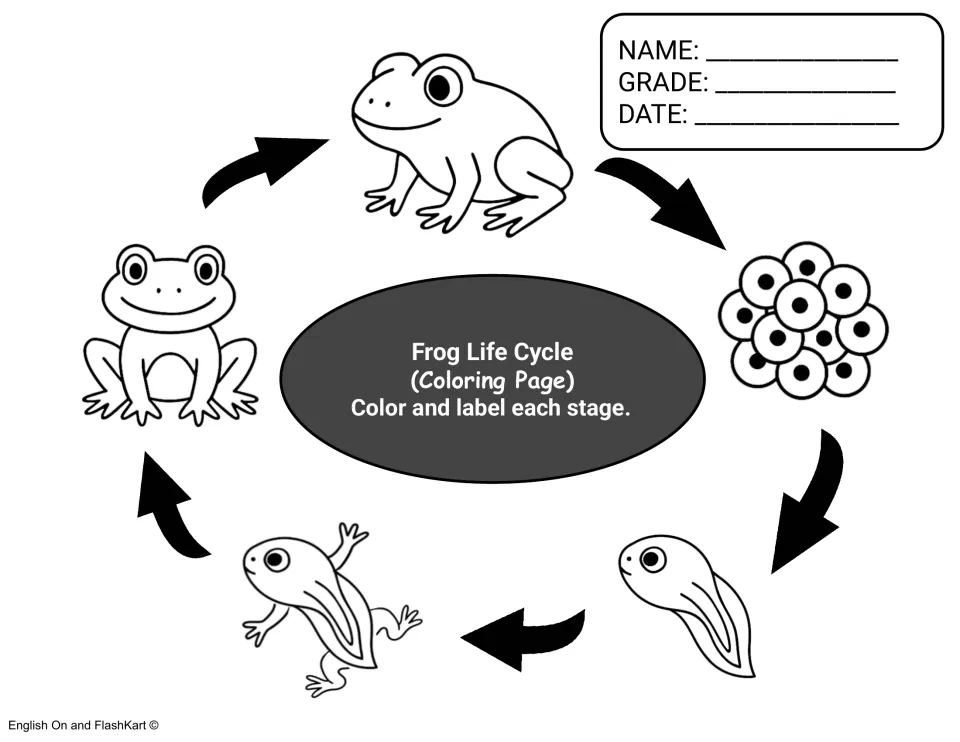 Frog life cycle coloring sheet: students color and label five unlabeled stages, from eggs to adult frog, around a cycle