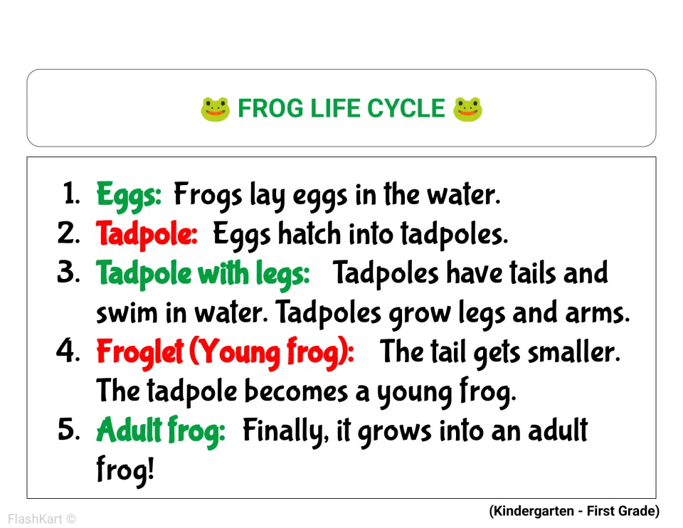 Frog life cycle reading for Kindergarten to First Grade: five numbered stages, each with a one-line simple description