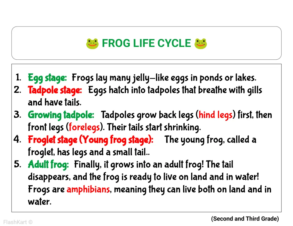 Frog life cycle text for Second and Third Grade explaining gills, hind legs, forelegs, shrinking tail and amphibians
