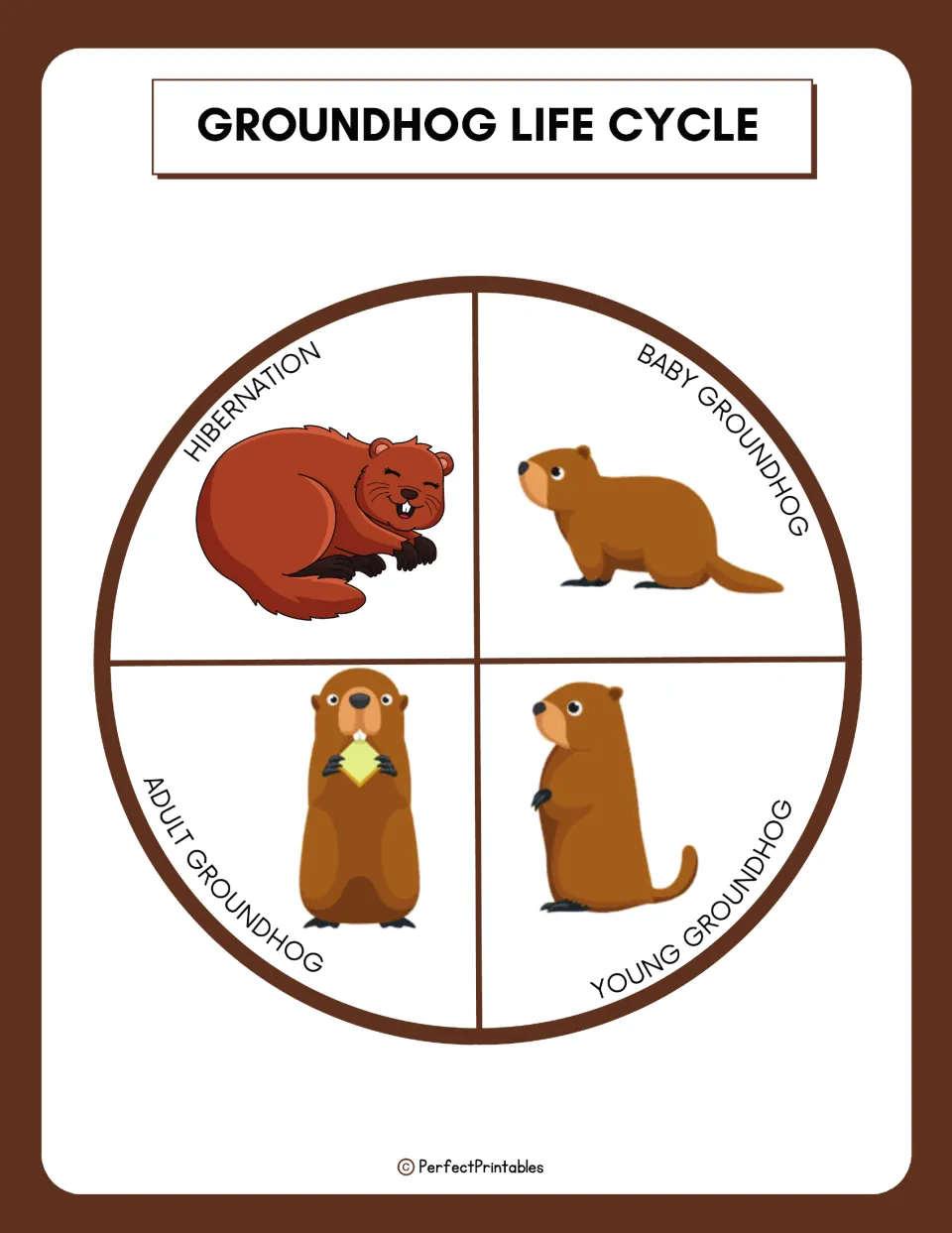 Groundhog life cycle reference diagram labels baby groundhog, young groundhog, adult groundhog, and hibernation.