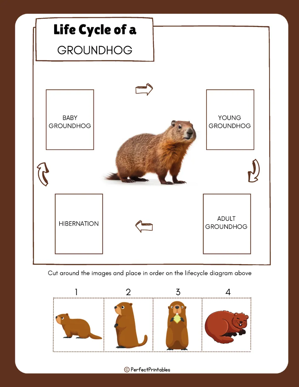 Groundhog sequencing activity has four cutout pictures to match baby, young, adult, and hibernation labels.