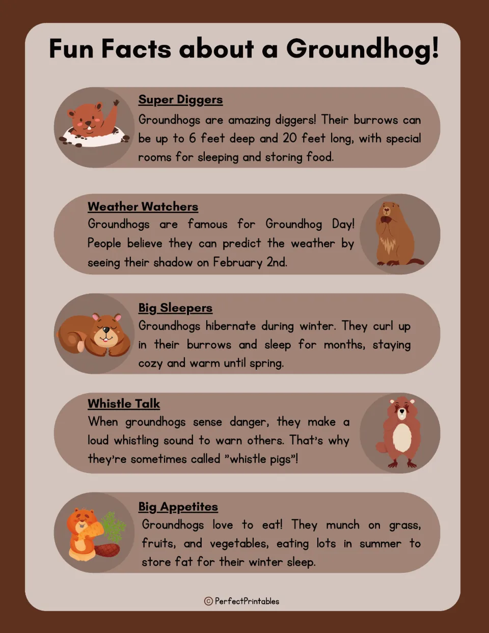 Groundhog fun facts page covers digging burrows, Groundhog Day, winter hibernation, warning whistles, and food.
