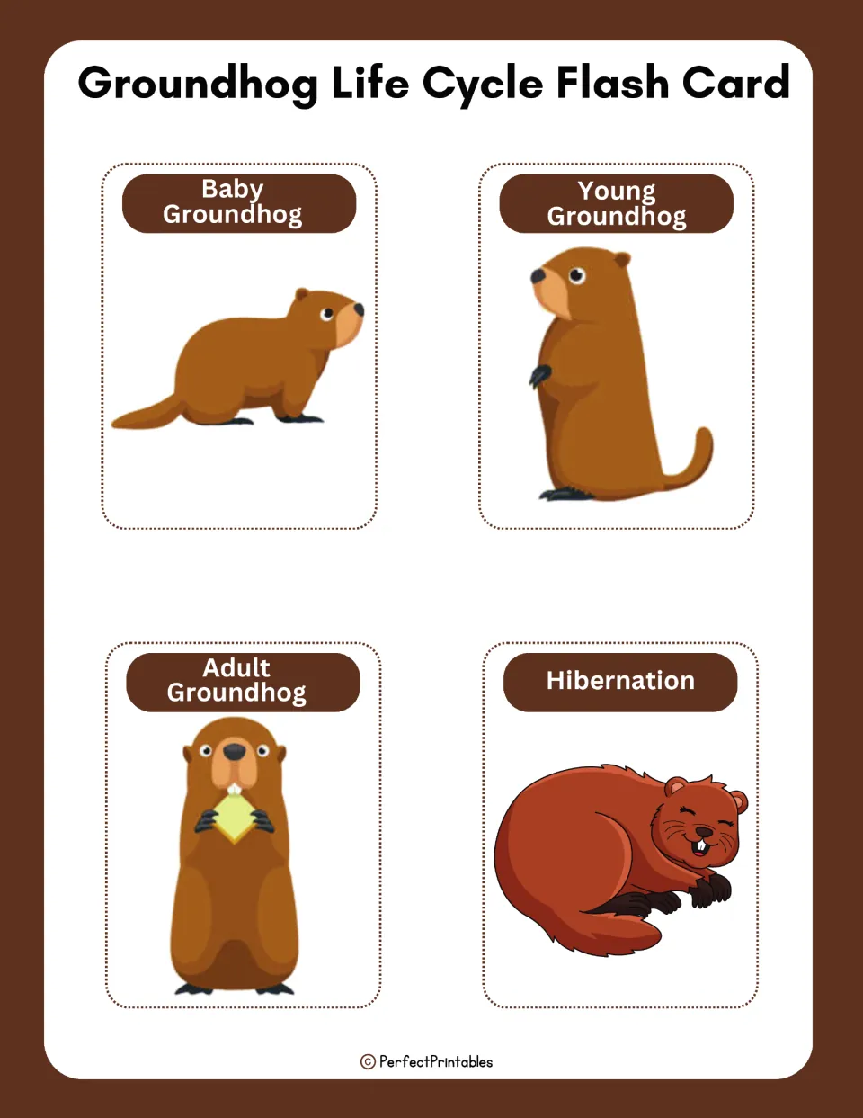 Four illustrated groundhog life cycle flashcards label baby groundhog, young groundhog, adult, and hibernation.