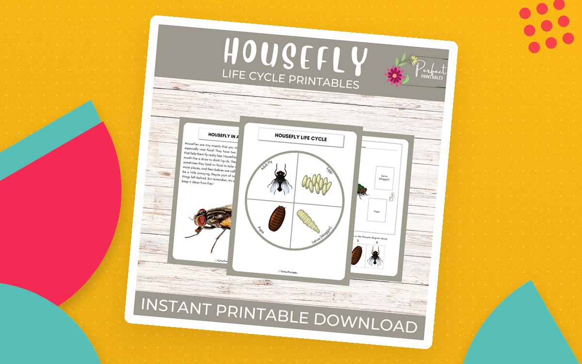Housefly life cycle printable cover with illustrated egg, larva, pupa, and adult stages