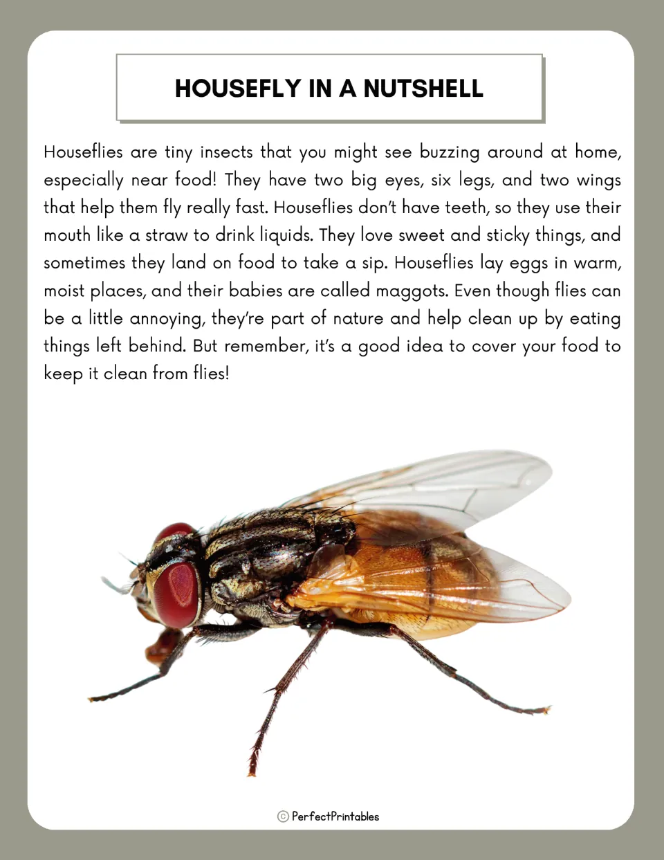 Housefly in a Nutshell reading passage on eyes, legs, wings, straw-like mouth and maggots, with a close-up fly photo